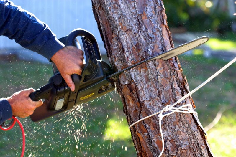 Dogwood Tree Removal in Pottstown, PA