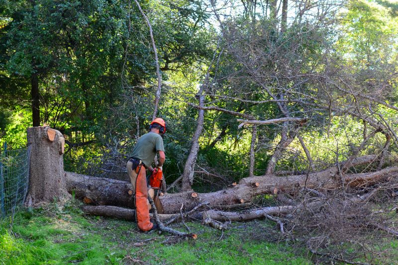 Get Professional Land Clearing To Prevent Wildfire Hazards!