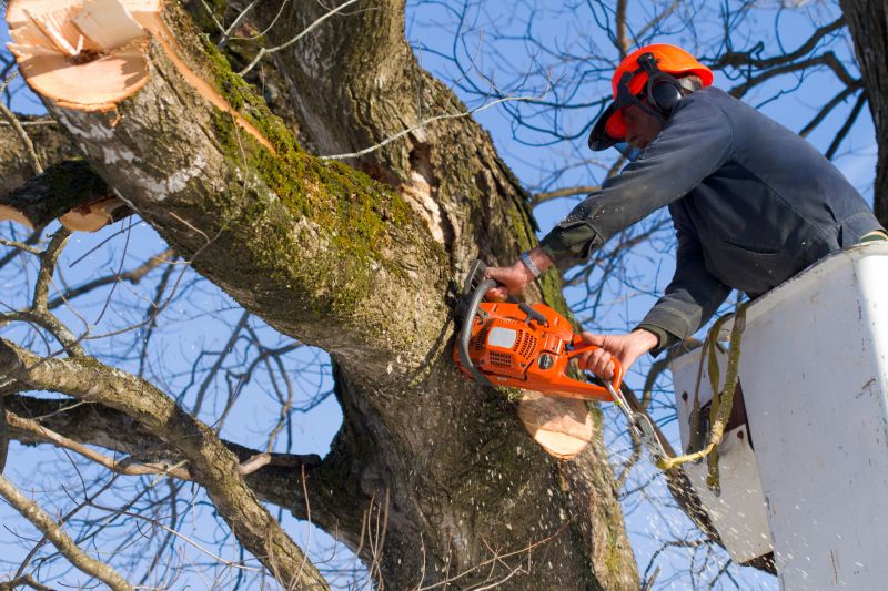 Willow Tree Removal in Reno, NV
